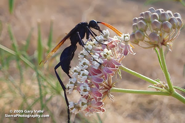 Tarantula hawk
