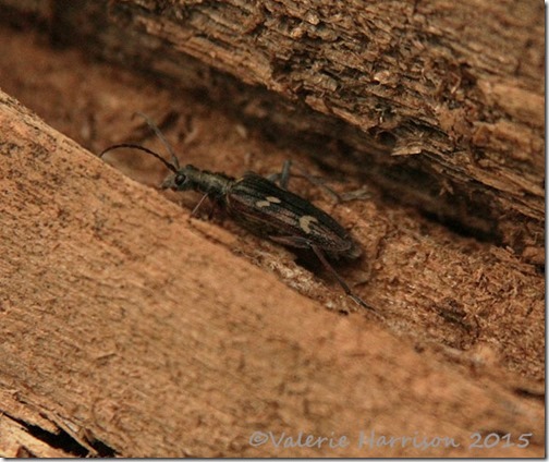 28-two-banded-longhorn
