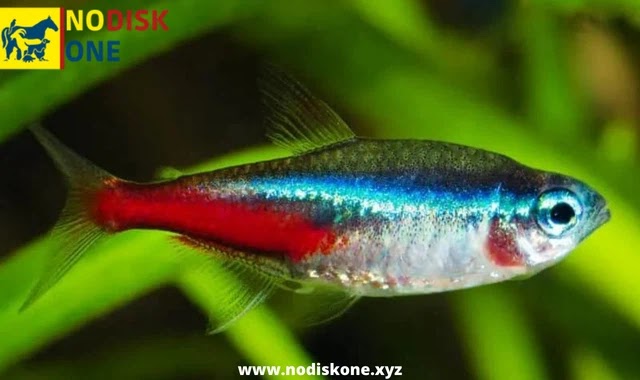 11. Neon Tetra (5 to 10 years)