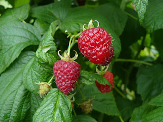 folhas e frutos framboesa