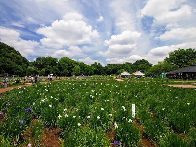 北山公園　菖蒲園　菖蒲まつり