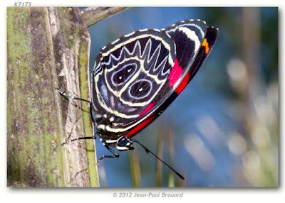 Mariposa ochenta zigzag (Callicore sorana)