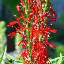 nice red flower