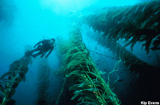 Kelp Forest