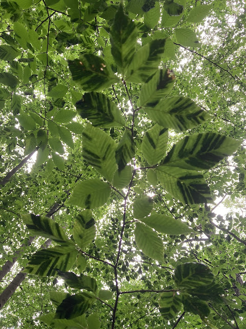 American Beech canopy showing signs of Beech Leaf Disease
