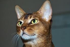 ruddy abyssinian cat for sale - Tawny - Usual