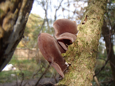 grzyby 2016, grzyby w październiku, grzyby zimowe, Uszak-bzowy-Auricularia-auricula-judae, maślanka-wiazkowa-Hypholoma-fasciculare, gasowka-mglista-Lepista-nebularis