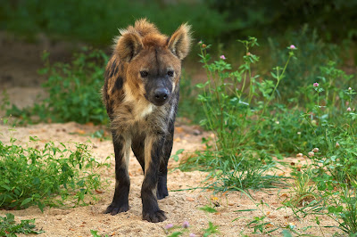 hyena