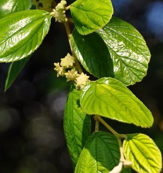 TIPS KESEHATAN ALAMI - Siapa yang tak kenal atau tak tau dengan Daun Bidara? Daun Bidara ini adalah salah satu tanaman yang tidak di sukai oleh jin. Daun Bidara sering digunakan untuk mengobati penyakit dari gangguan jin, memandikan mayat atau biasanya juga dipakai untuk mandi orang yang baru memeluk agama islam (mualaf). Walaupun Daun Bidara sering di kait kaitkan dengan gangguan jin, namun ternyata Daun Bidara ini memiliki banyak sekali manfaat untuk mengobati berbagai macam penyakit. Berikut adalah beberapa manfaat Daun Bidara untuk mengobati berbagai macam penyakit, yuk simak bareng bareng :    Manfaat Daun Bidara Untuk Mengobati Berbagai Macam Penyakit  Daun Bidara mengandung senyawa antibakterial, sehingga sangat efektif untuk mengobati penyakit yang disebabkan oleh kuman ataupun virus, menyerupai pilek, influenza, flu babi, flu burung dan bahkan HIV/AIDS. Daun Bidara mengandung senyawa antioksidan yang sangat tinggi, kandungan inilah yang sangat efektif untuk menjaga kesehatan badan kita dari berbagai macam penyakit. Daun Bidara bermanfaat untuk mengobati penyakit lambung seperti : luka lambung, maag dan bahkan kanker lambung. Daun Bidara dapat mencegah dan mengobati penyakit kardiovaskuler / penyakit jantung yang sangat berbahaya. Daun Bidara bermanfaat untuk mengobati penyakit diabetes melitus, karena mengandung glikemik yg sangat rendah. Daun Bidara sangat berkhasiat untuk mengobati masalah pada mulut seperti sariawan, bibir pecah-pecah, gusi berdarah dan masih banyak lagi. Daun Bidara sangat berkhasiat untuk mencegah dan mengobati penyakit pertumbuhan jaringan abnormal, menyerupai kanker, tumor, kista dan masih banyak lagi. Daun Bidara mengandung antiseptik, maka akan sangat berkhasiat untuk mengobati luka, baik luka gres ataupun luka yang sudah lama. Daun Bidara sangat berkhasiat untuk memperbaiki sel-sel organ yang mengalami kerusakan, sehingga organ tersebut dapat bekerja secara maksimal. Daun Bidara yang masih muda dan segar sangat berkhasiat untuk mengatasi masalah kewanitaan seperti keputihan, haid tidak normal dan masih banyak lagi. Daun Bidara mengandung mineral kalsium yang sangat tinggi, maka akan sangat efektif untuk menguatkan dan merawat kesehatan tulang ataupun gigi. Daun Bidara juga bermanfaat untuk membantu mengobati demam panas ataupun dingin, baik orang remaja ataupun balita. Daun Bidara juga bermanfaat untuk kulit karena sangat efektif untuk mengatasi peradangan pada area kulit. Daun Bidara juga berkhasiat untuk mengobati ejakulasi dini atau lemah syahwat. Pada umumnya Daun Bidara ini sangat di benci oleh jin dan setan. Maka dari itu, sangat di sarankan untuk menanam pohon Bidara di sekitar rumah, selain bermanfaat untuk kesehatan, Daun Bidara juga sangat bermanfaat sebagai tameng atau penangkal dari gangguan setan ataupun jin. Nah demikianlah sedikit penjelasan mengenai manfaat Daun Bidara untuk mengobati berbagai macam penyakit. Semoga artikel ini bermanfaat untuk para pembaca dan terima kasih sudah berkunjung.