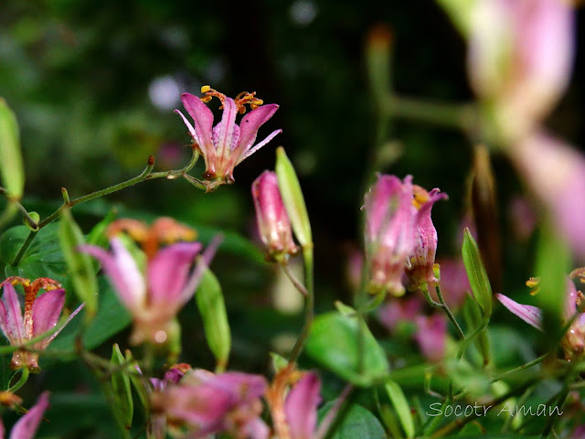 Tricyrtis hirta