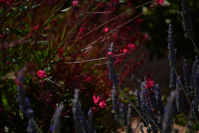 lavender, gaura, small sunny garden, garden bloggers bloom day, amy myers, desert garden