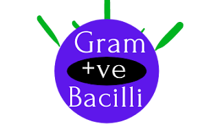Gram Positive Bacilli Short Trick & Mnemonics