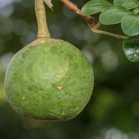 ต้นไม้: มะสัง ลักษณะ ประโยชน์ รสเปรี้ยว สรรพคุณ สมุนไพร Citrus lucida