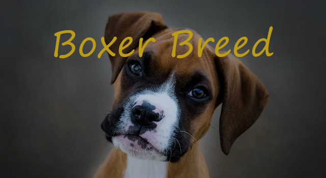 Knowledge Of Boxers Dog Breed