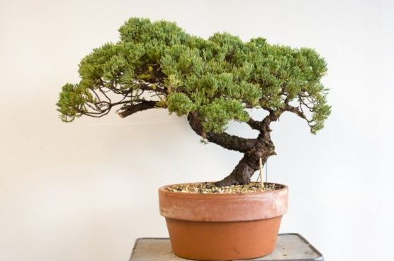 Procumbens juniper dari sisi lain