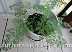 carrot (4)
