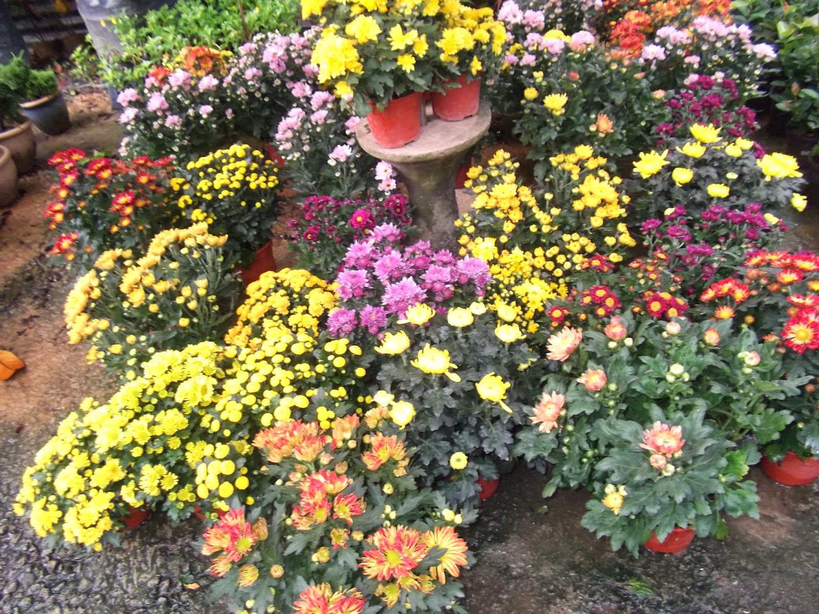 ZAIZEER KULIM LANDSCAPE JENIS JENIS RUMPUT POKOK BUNGA  