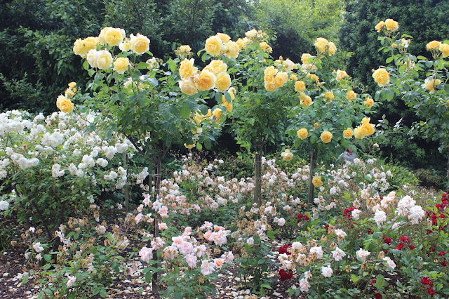 Roses Londres Regent's Park