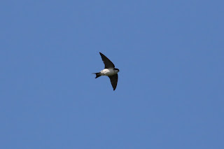 House Martin