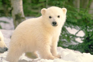 polar bear cubs