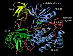 In 1911 Peyton Rous isolated from chickens a virus that when injected into healthy birds rapidly produced tumors. v-src (for viral sarcoma) codes for a protein that on its own can induce in cultured cells