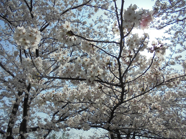 米子城跡のソメイヨシノ桜