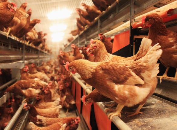 HOW TO START POULTRY FARMING 