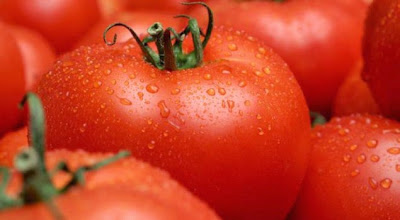 tomato suntik gmo