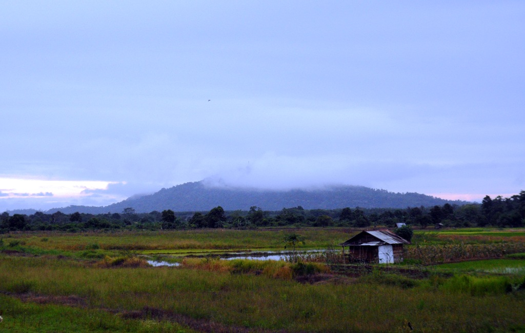 Ekosistem Sawah  TRENDING TOPICS