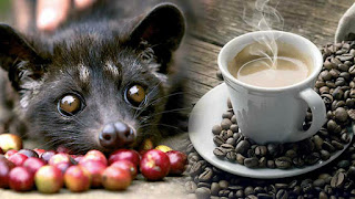 Olahan Kopi, Kopi Luwak