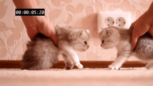  Gambar  Animasi  Bergerak  Kucing  lucu gif  Browsing Gambar 