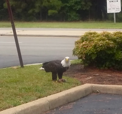 A bald eagle sighting at the Union Bank in Ashland, VA