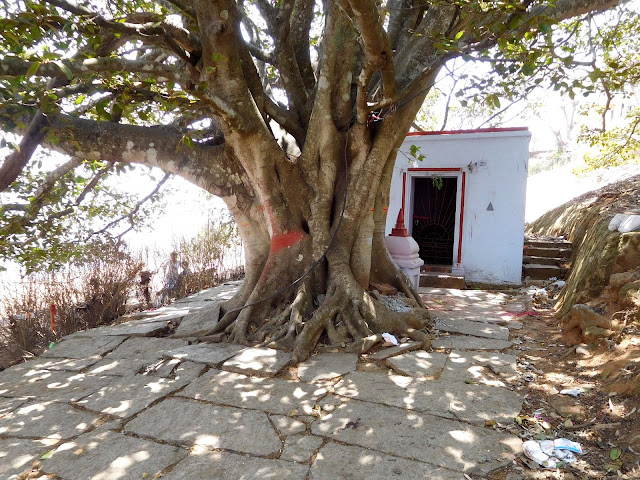 An old Banyan tree with a small local shrine, on top of Nandi Hills