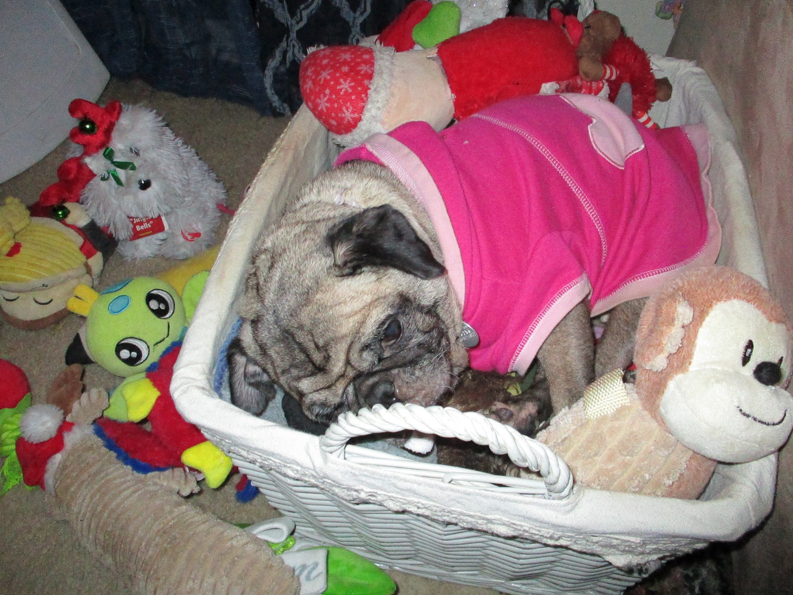 Bailey Relaxing in the Toy Basket