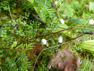 Gaulthérie hispide - Gaultheria hispidula - Petit thé