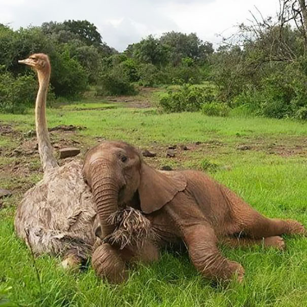 Cette autruche et cet éléphant orphelins sont devenus meilleurs amis!