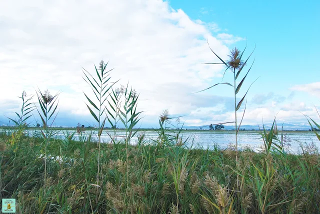 Delta del Ebro, Cataluña