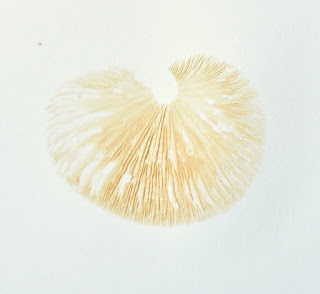 Wrinkled Peach (Rhodotus palmatus) spore print