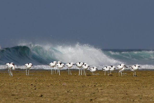 Crab Plovers