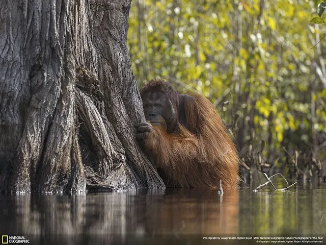 Οι καλύτερες φωτογραφίες άγριας φύσης του National Geographic για το 2017