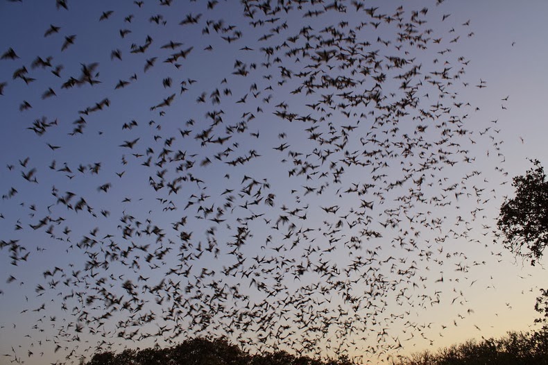 bracken-bat-cave-6