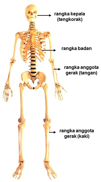 goresan pena pengajar muda Kerangka Tubuh Manusia  dan 