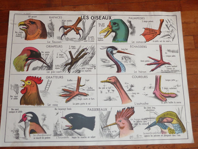 affiche scolaire mdi les oiseaux