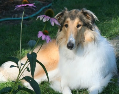 Rough Collie Angel2yr TherapyDog Wallpaper