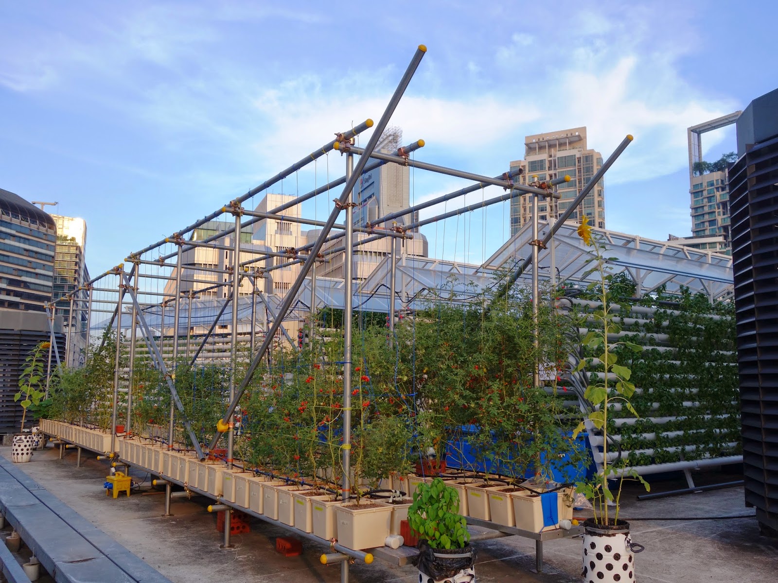  Singapore's First Rooftop Aquaponic Farm In The Heart Of Orchard Road