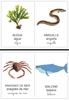 animaux de la mer  حيوانات البحر