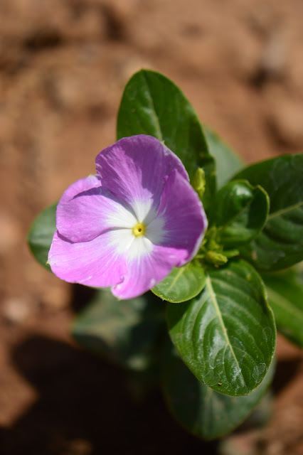 catharanthus roseus, madagascar periwinkle, vinca, small sunny garden, garden bloggers bloom day, amy myers, desert garden