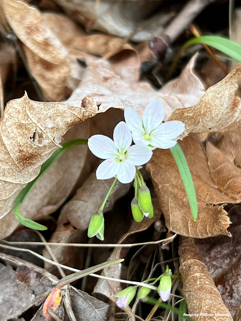 Spring beauties have begun to pop up on the forest floor at Settlers Cabin Park.