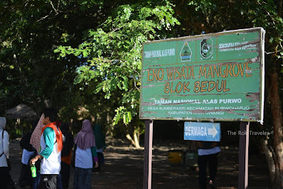 Hutan Mangrove Blok Bedul, Banyuwangi