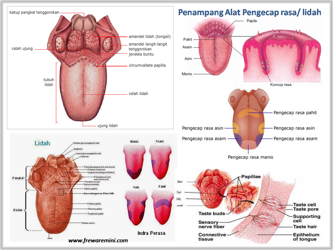 GAMBAR PANCA INDERA│ANATOMI│PADA TUBUH MANUSIA  freewaremini